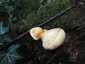 Tölgyfa-kérgestapló (Buglossoporus quercinus), Budai-hegység